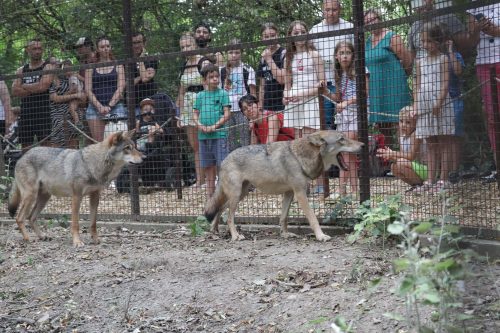 Tekintse meg galériánkat! (1/17)