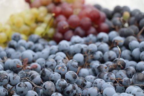 Tekintse meg galériánkat! (1/42)