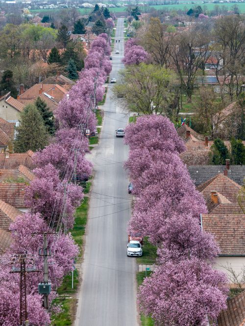 Tekintse meg galériánkat! (1/13)