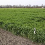 Érik a Békekenyérhez szánt rozs a HAKI kísérleti telepén 2014-ben