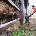 Bölényetetés a Körösvölgyi Állatparkban