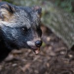 Nyestkutya a Körösvölgyi Állatparkban