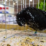 Fotó: Babák Zoltán