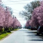 Csabacsűd főutcája április 1-én (Fotó: Babák Zoltán)