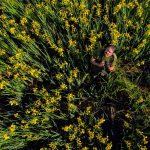 Dr. Jakab Gusztáv a Körös árterében sárga nőszirmot fotóz (Fotó: Babák Zoltán)