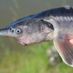 A Struddlefish (Fotó: Tóth Flórián)