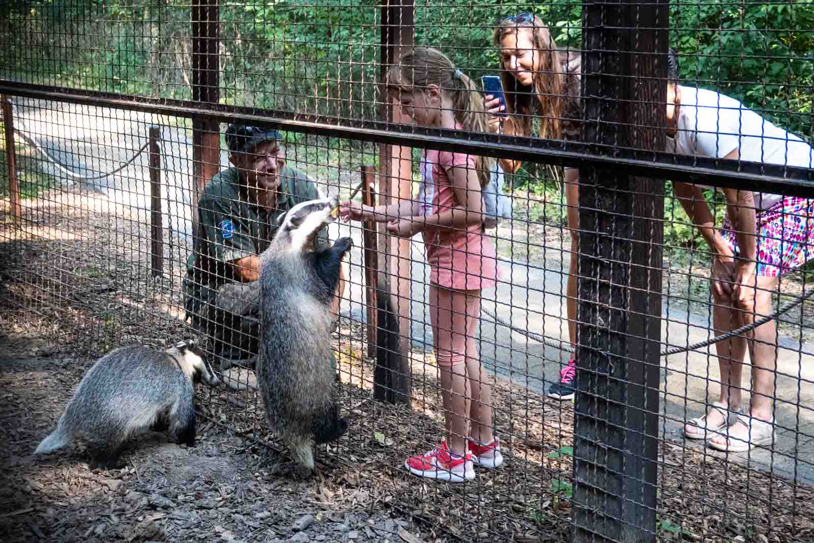 Borzmustra a Körösvölgyi Állatparkban (Fotó: Babák Zoltán)