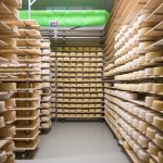 Sajtérlelő a Szarvasi Agrár Zrt. sajtüzemében (Fotó: Babák Zoltán)