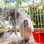 Fotó: Babák Zoltán