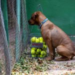 Fotó: Babák Zoltán