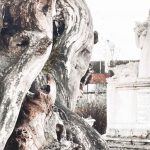 Tessedik Sámuel szobra akáccal (Fotó: Babák Zoltán)