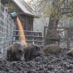 A vaddisznók etetése zajlik a Körösvölgyi Állatparkban (Fotó: Urbancsok Éva)