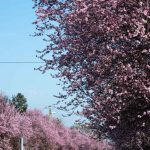 Virágzik a vérszilva Csabacsűdön