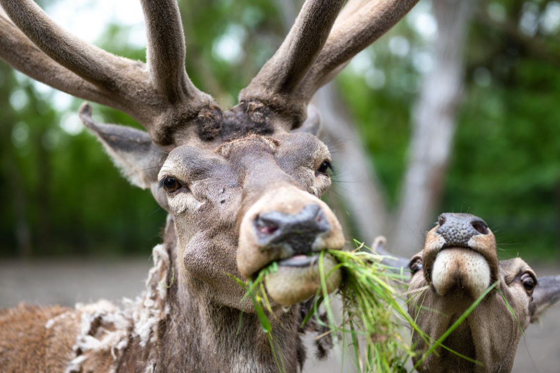 Bátor és Bátorné a Körösvölgyi Állatparkban (Fotó: Babák Zoltán)