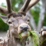Bátor és Bátorné a Körösvölgyi Állatparkban (Fotó: Babák Zoltán)