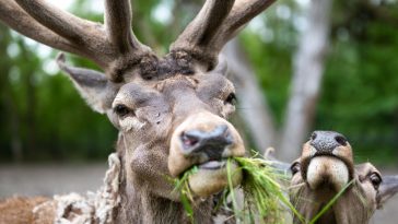 Bátor és Bátorné a Körösvölgyi Állatparkban (Fotó: Babák Zoltán)