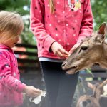 A kisállatsimogató mindent vitt