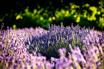 Levendulatövek Závogyán Judit ültetvényén