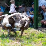 Egy kis vita két fakókeselyű között az élelem elosztása körül
