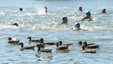 Úszók egymás között a Trianoni Emléktusán