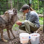 Aisa és Kurszán küzd gondozójuk, Urbancsok Éva simogatásáért