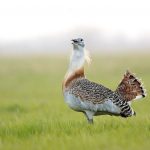 A Körös-Maros Nemzeti Park címerállata a túzok