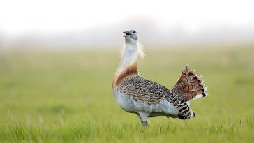 A Körös-Maros Nemzeti Park címerállata a túzok