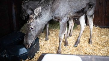 Két jávorszarvassal bővült a Körösvölgyi Állatpark lakóinak száma