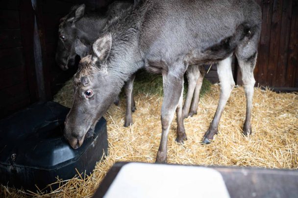 Két jávorszarvassal bővült a Körösvölgyi Állatpark lakóinak száma