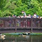 Látványetetésen ismerkedhettek a gyerekek a Körösvölgyi Állatpark madaraival