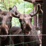 Jávorszarvasok a Körösvölgyi Állatparkban