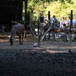Az Állatkertek éjszakája a Körösvölgyi Állatparkban