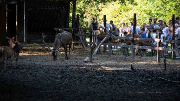 Az Állatkertek éjszakája a Körösvölgyi Állatparkban
