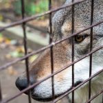 A Körösvölgyi Állatpark egyik szürke farkasa