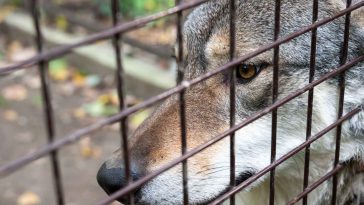 A Körösvölgyi Állatpark egyik szürke farkasa