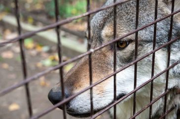 A Körösvölgyi Állatpark egyik szürke farkasa