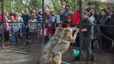 Ajsa és Kurszán, a Körösvölgyi Állatpark két szürke farkasa a húsvéti hosszú hétvége látványetetésén.