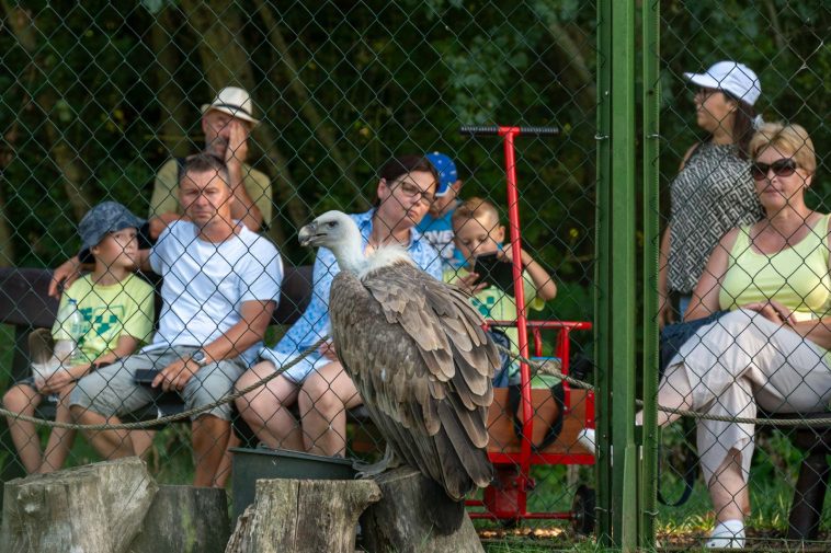 Fakó keselyű a Körösvölgyi Állatparkban 2023. augusztus 26-án.