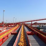 A Corteva szarvasi vetőmagüzemében kukorica betakarítás idején.