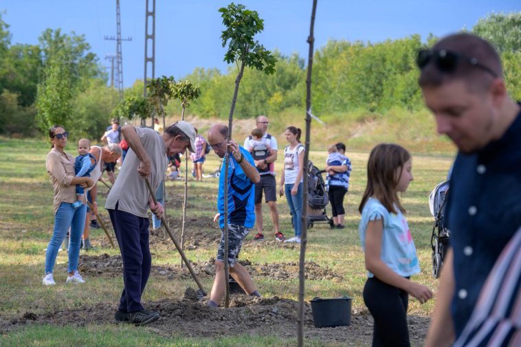 Babafaültetés Békésszentandráson 2023. szeptember 23-án.