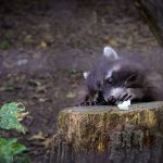 A Körösvölgyi Állatpark mosómedvéje végül legyőzte fenntartását és hallgatott a hasára.