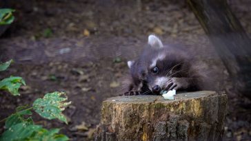 A Körösvölgyi Állatpark mosómedvéje végül legyőzte fenntartását és hallgatott a hasára.