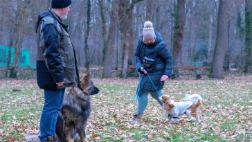 Felkészülés a sétára egy január közepi kutyás tréningen az Erzsébet-ligetben.