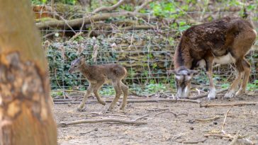 Szombaton született az állatpark legfiatalabb lakója, egy muflonbárány.