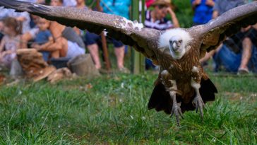 A Körösvölgyi Állatpark egyik fakó keselyűje.