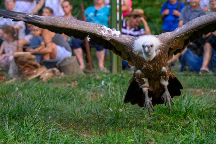 A Körösvölgyi Állatpark egyik fakó keselyűje.