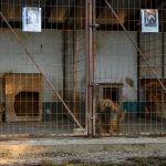 Misike 5 éves barátságos, kedves, ivartalanított kan, más kutyákkal kijön.