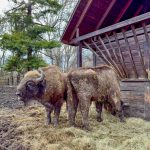 A Körösvölgyi Állatpark bölényei 2025. március 12-én.