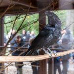 A Körösvölgyi Állatpark hollója, Pákó.