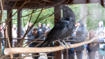 A Körösvölgyi Állatpark hollója, Pákó.